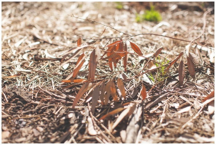 NEMA_photography_wedding_photographer_outdoor_Engagement_couple_sunlight_natural_light